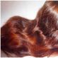 Окраска волос хной и басмой: методы, пропорции